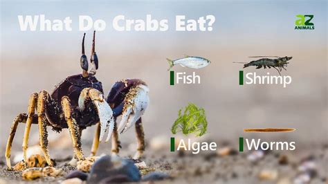 what animal eats crabs and how do they use their claws?