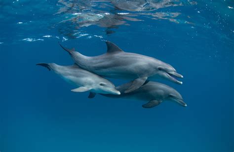 what is the fastest underwater animal? the case of dolphins and their high-speed swims